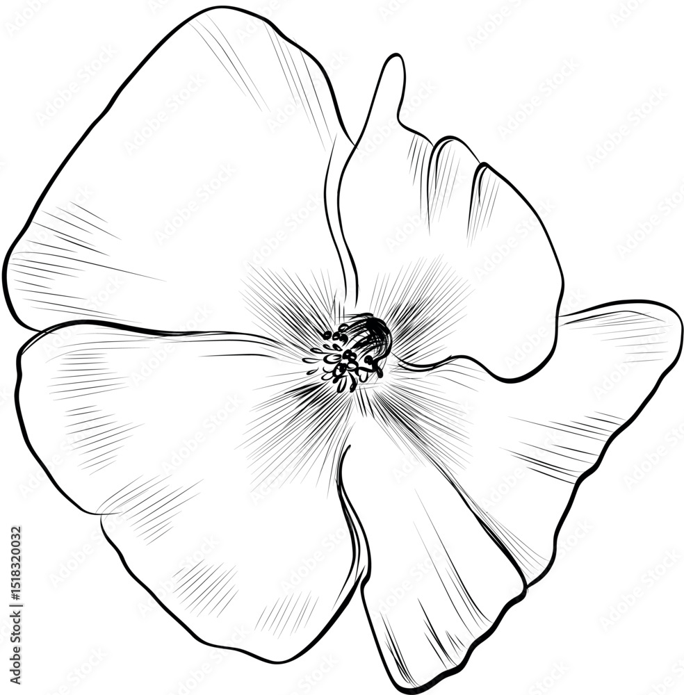 Fototapeta premium Single poppy flower with soft petals vector