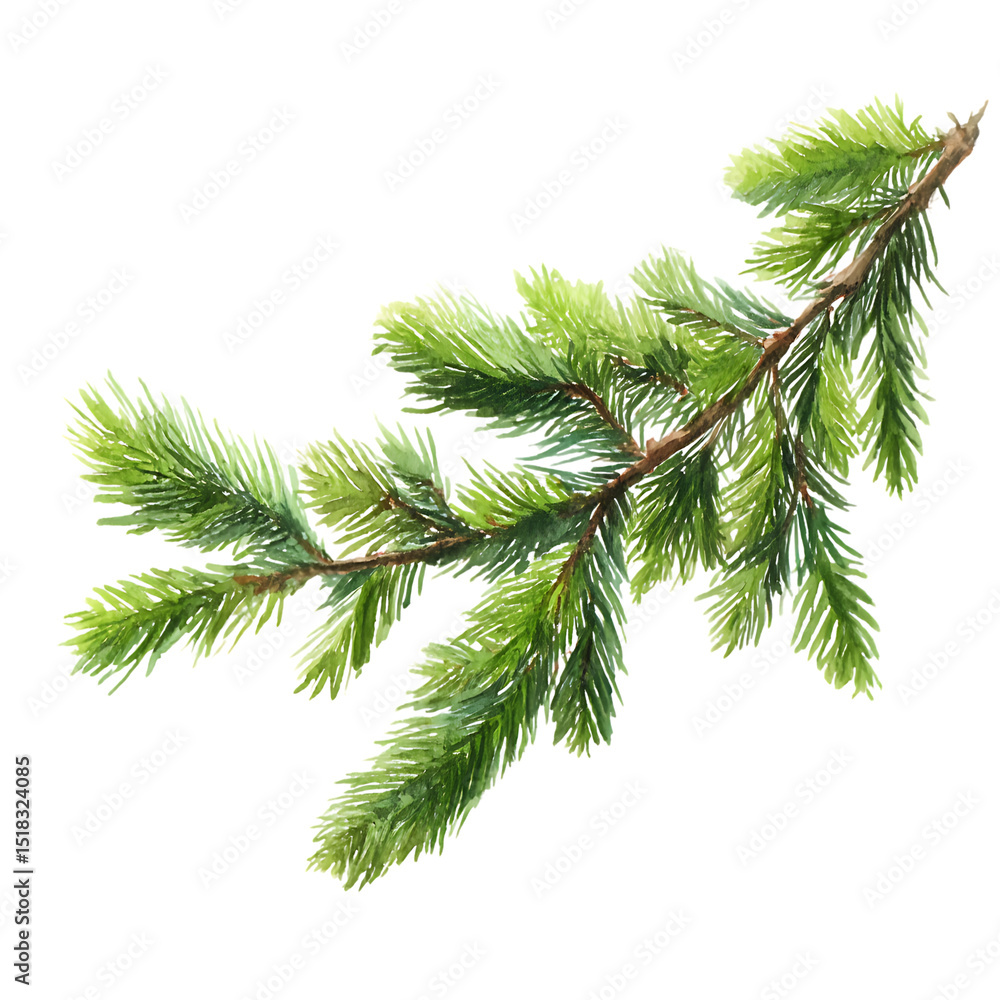 Watercolor drawing of a evergreen fir tree branch png Watercolor drawing of a evergreen fir tree branch png