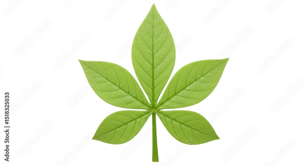 Isolated green leaf Isolated green leaf