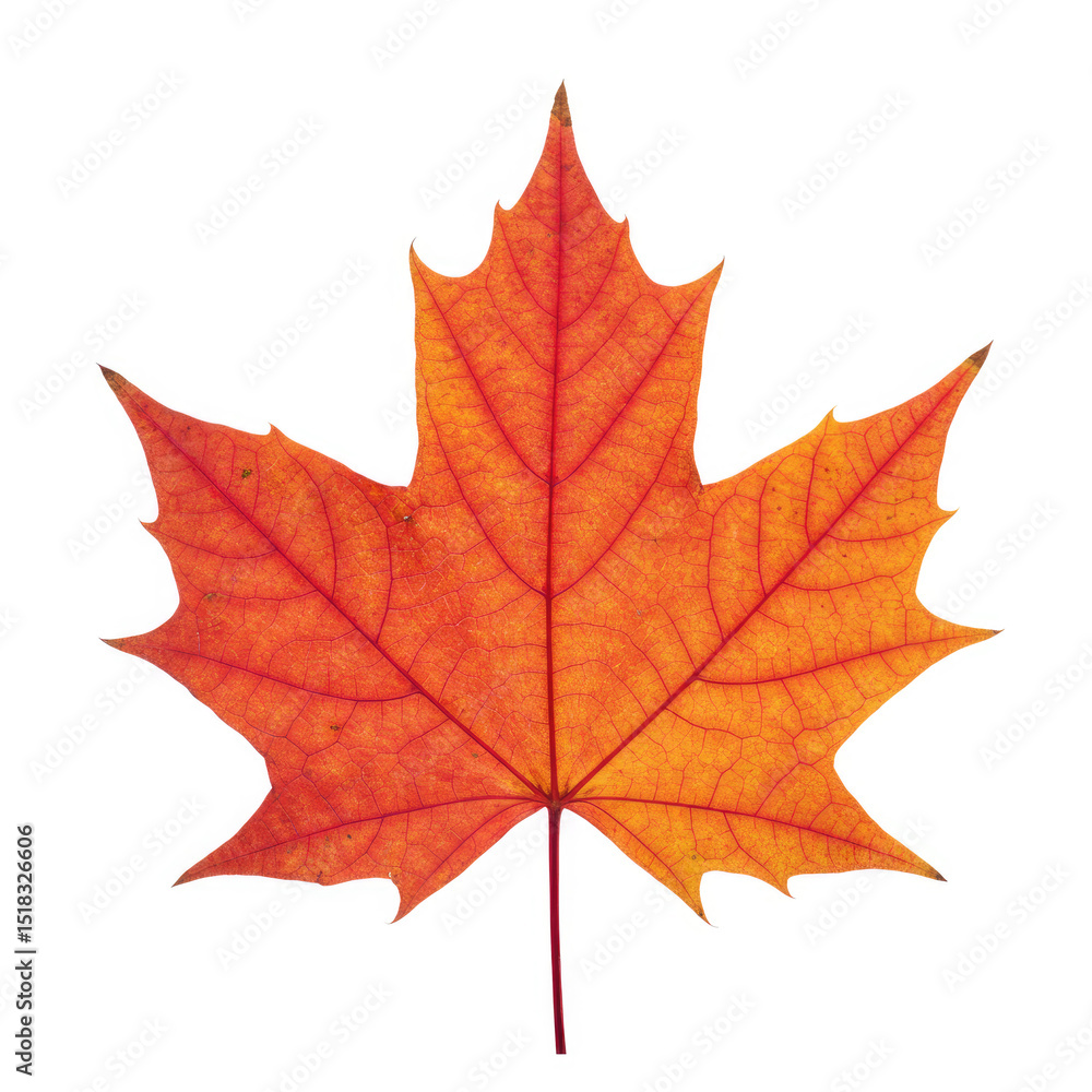 Fototapeta premium maple leaf isolated on white