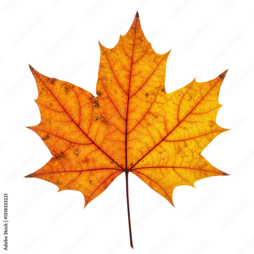 Fototapeta premium maple leaf isolated on white
