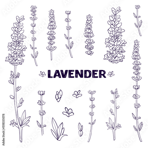 set lavender spring wild flowers black and white line. collection outline flower provence drawn in vector by hand on white isolated background