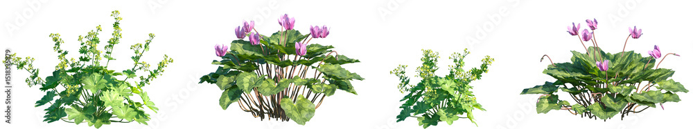 Obraz premium Set of Alchemilla vulgaris and Cyclamen persicum frontal isolated png on a transparent background perfectly cutout high resolution