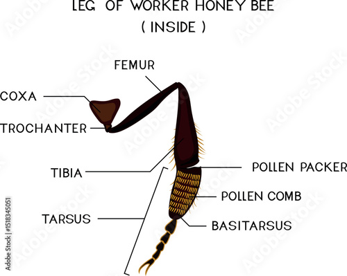Structure of foragial leg (leg of worker honey bee) for biology lesson