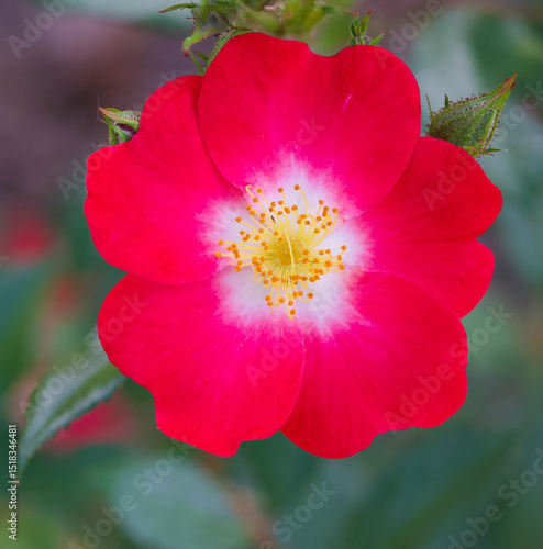 Beautiful close-up of a red rose