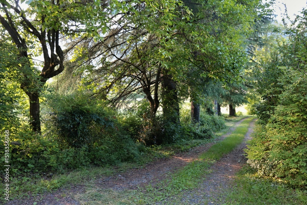 Fototapeta premium Parco con viale