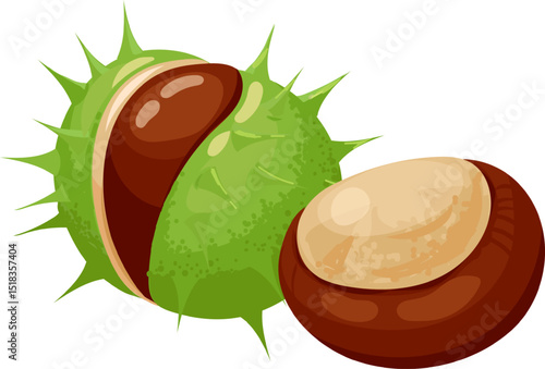 Ripe horse chestnut emerging from its spiky green shell, revealing a glossy brown fruit. Isolated illustration on a clean white background, highlighting natures autumn bounty