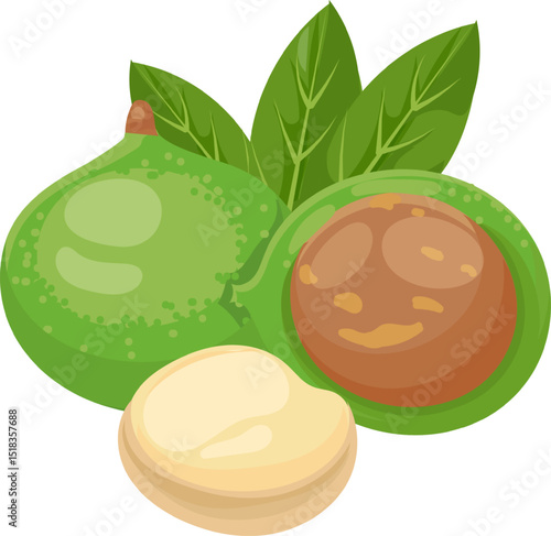 Macadamia nuts with leaves representing the different stages of this healthy snack, from its whole natural shell to the peeled nut ready to be eaten