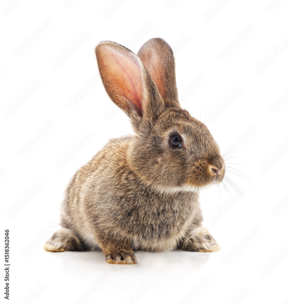 Obraz premium One grey rabbit.