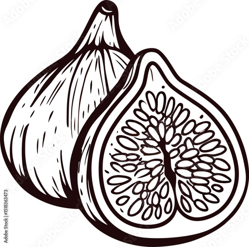 Hand drawn fig fruit and cross section isolated on white background vintage engraving botanical illustration