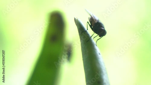 A housefly rests on an olive-green leaf, its tiny legs gripping the surface, wings shimmering slightly in the sunlight.