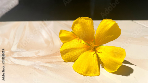 Fotografija A vibrant, sunlit yellow flower gracefully lies upon a pristine, smooth surface