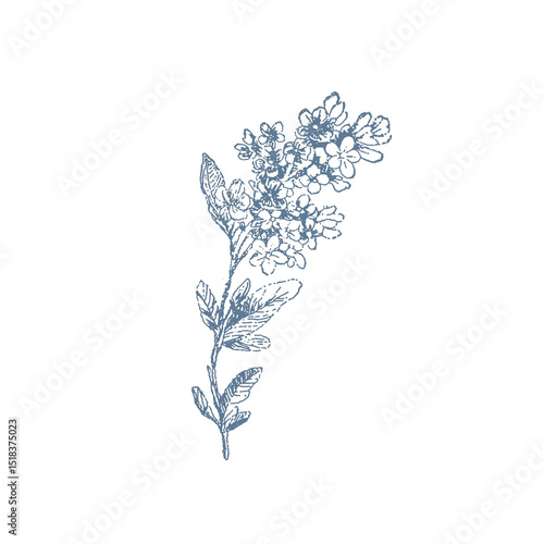 Lilac flower illustration
