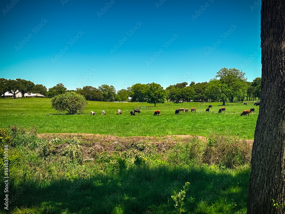 Fototapeta premium Texas Longhorn cattle grazing in an open field in Texas grasslands