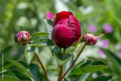 close up of a bright pink peony bud