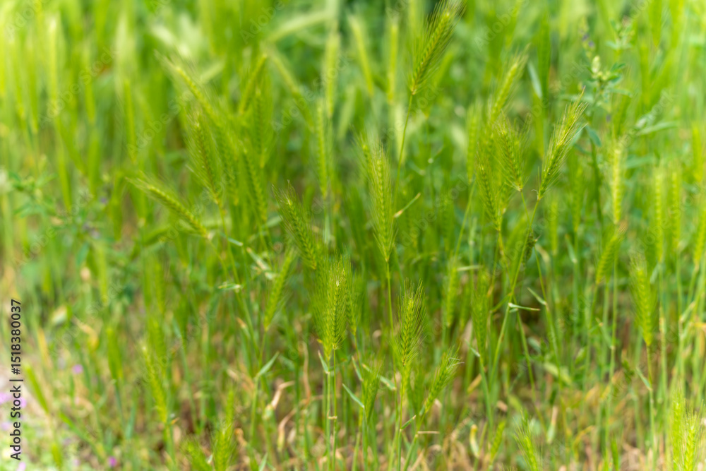 Green ears of young grain stalks sway gently in the breeze on a summer meadow. The image conveys growth, naturalness, and agricultural dynamism. Green ears of young grain stalks sway gently in the breeze on a summer meadow. The image conveys growth, naturalness, and agricultural dynamism.