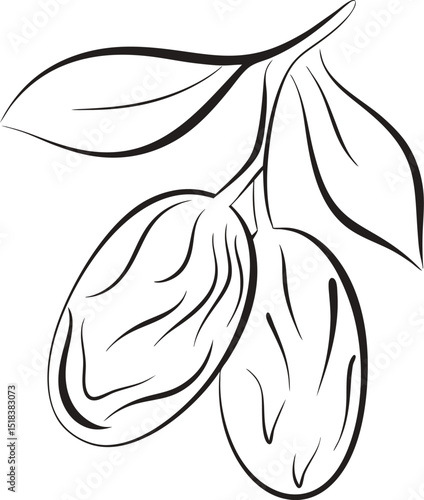 Minimalist date fruit illustration outline style isolated on white background