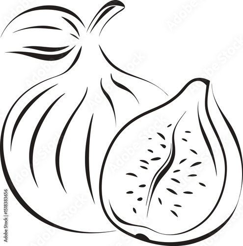 Fig fruit line art illustration fresh healthy food outline drawing
