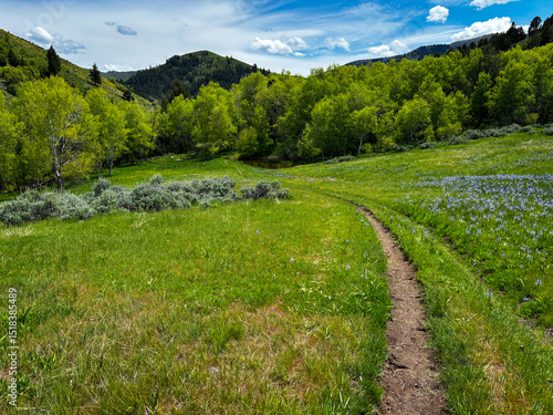 hiking trail in Logan Canyon, Utah, Right Hand Fork in early spring with lush green grass and meadows 