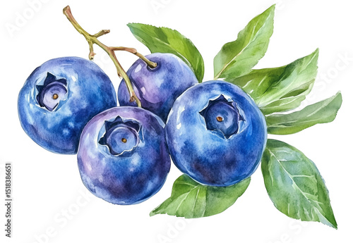 Blueberry transparent watercolor PNG clipart isolated on white background.