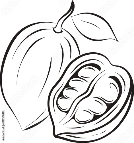 Cacao pod outline illustration with seeds and leaf artistic depiction