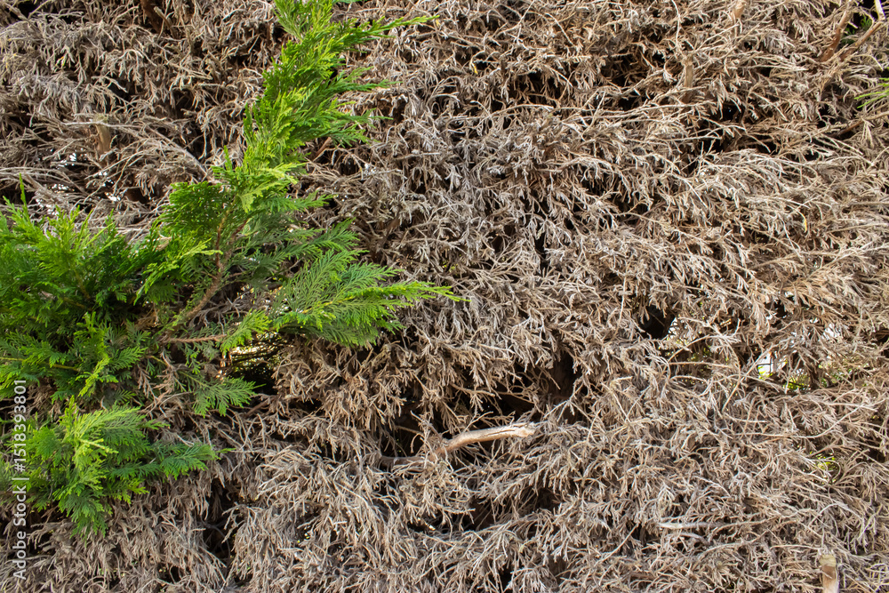 Fototapeta premium Dried thuja hedge with one green branch, symbolizing poor garden care. Gardening, fertilizer, hedge trimming, plant health and maintenance, garden problems.