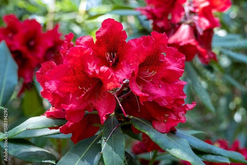 close up of bright red Rhododendron flowers