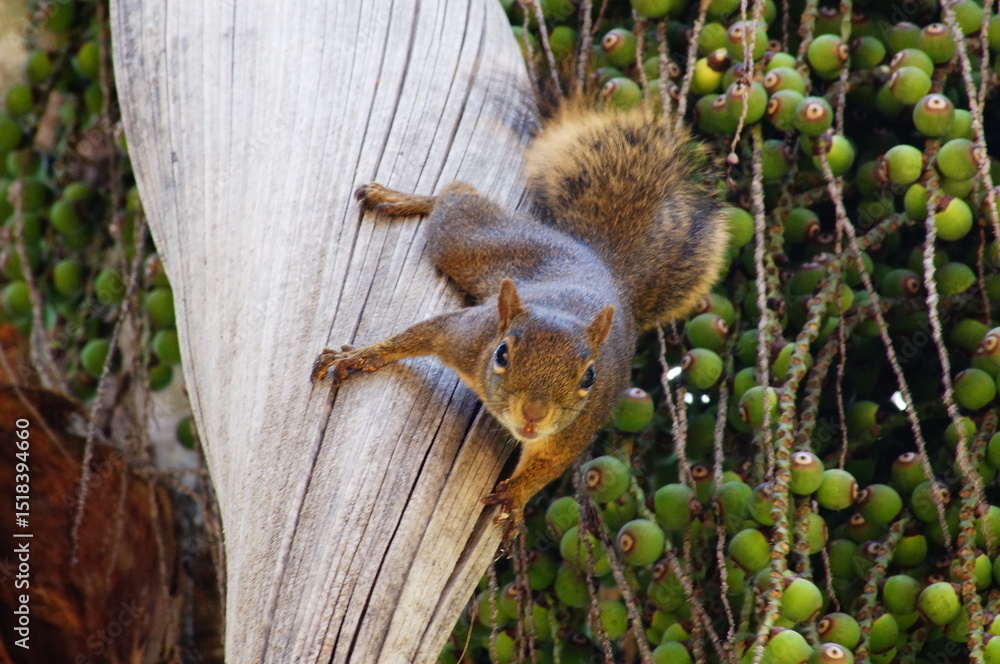 Fototapeta premium Squirrel