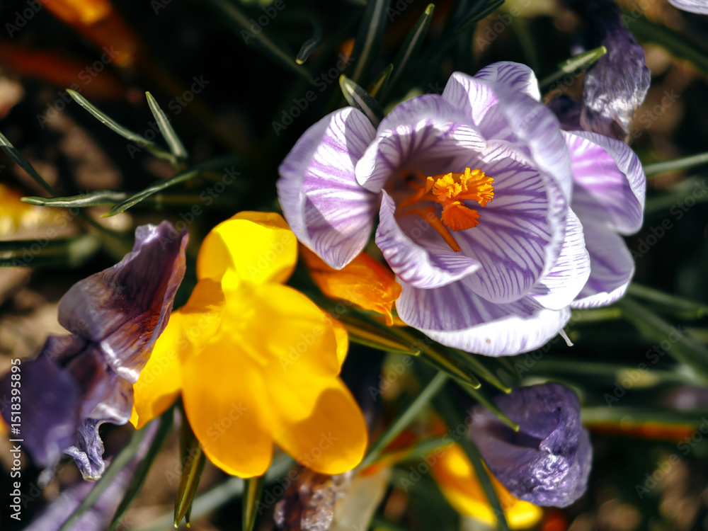 Fototapeta premium beautiful small yellow and purple flowers in the spring garden 