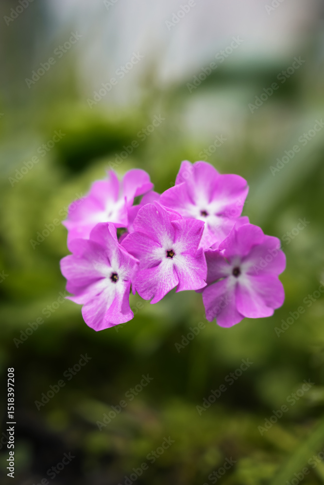 Vibrant pink flowers bloom of primula sieboldii in a lush garden setting during springtime Vibrant pink flowers bloom of primula sieboldii in a lush garden setting during springtime