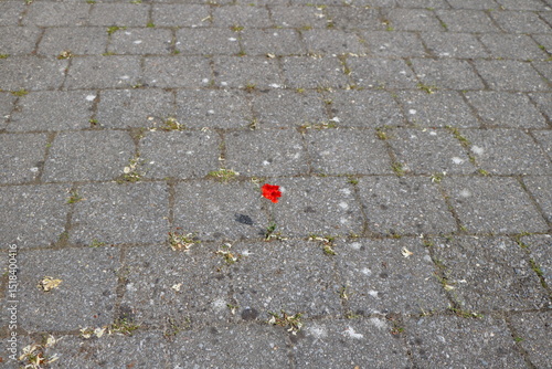 A small red poppy tries to survive between concrete cobblestones