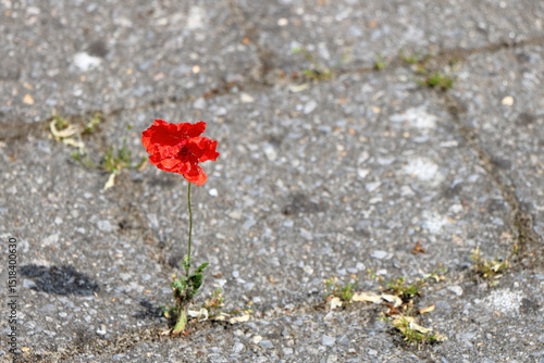 A small red poppy tries to survive between concrete cobblestones