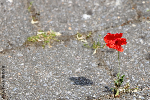 A small red poppy tries to survive between concrete cobblestones