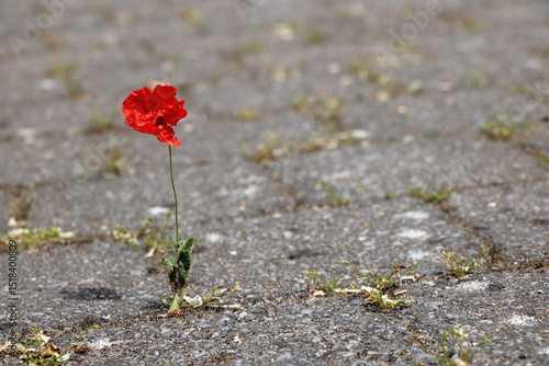 A small red poppy tries to survive between concrete cobblestones