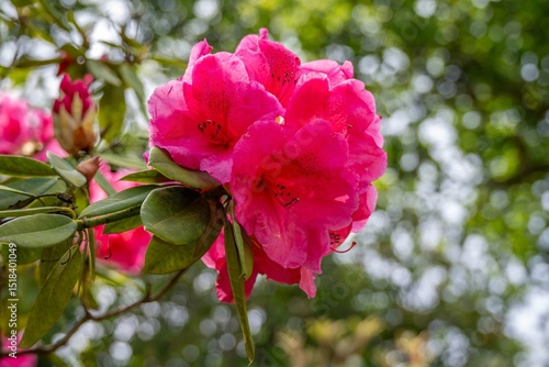 close up of bright pink rhododendron flower 
