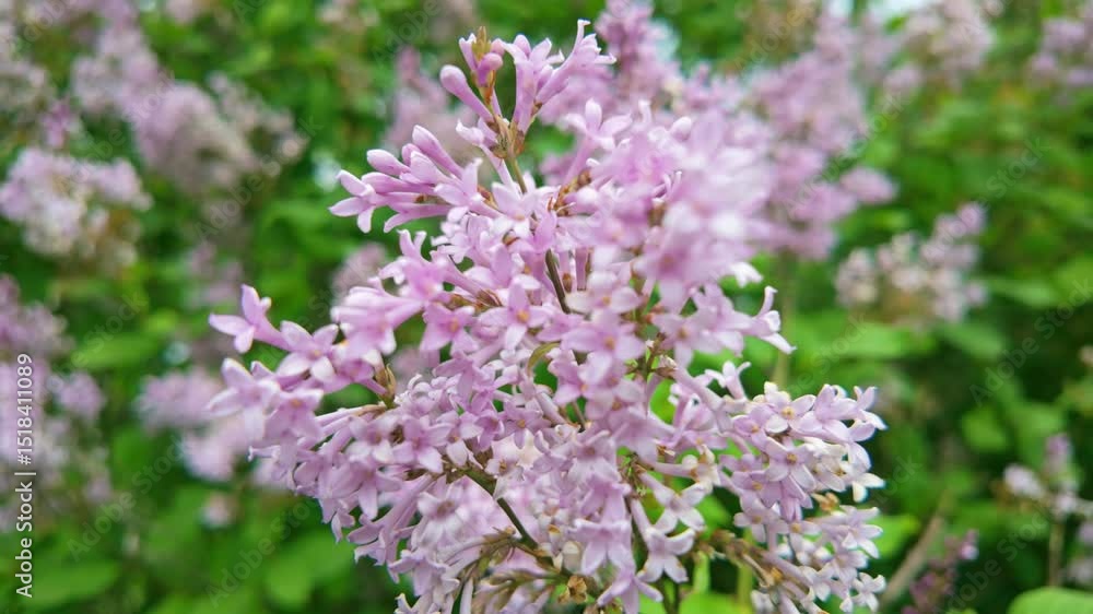 Blooming lilac motion in spring breeze Blooming lilac motion in spring breeze