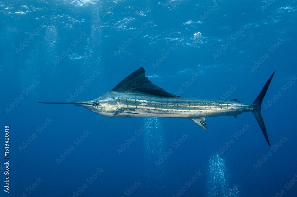 Obraz premium Indo-Pacific sailfish, French Polynesia