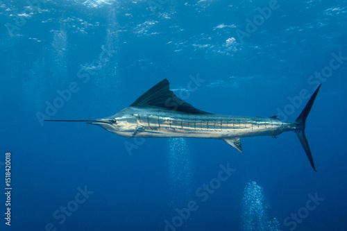 Indo-Pacific sailfish, French Polynesia