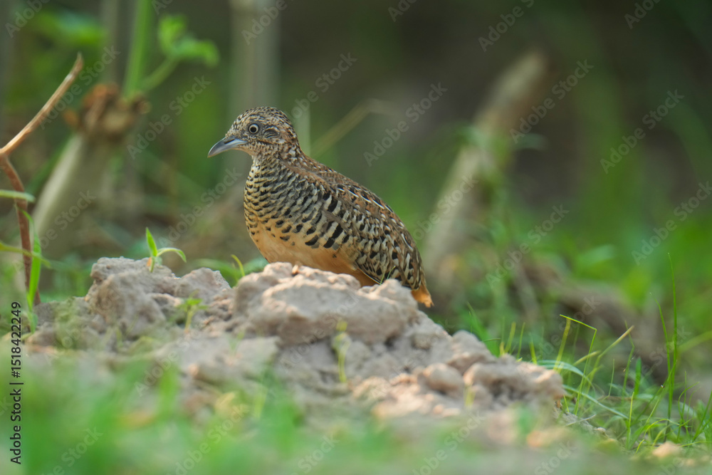 King quail, Blue-breasted quail, Asian blue quail, (Excalfactoria chinensis) female bird watching in the forest. King quail, Blue-breasted quail, Asian blue quail, (Excalfactoria chinensis) female bird watching in the forest.