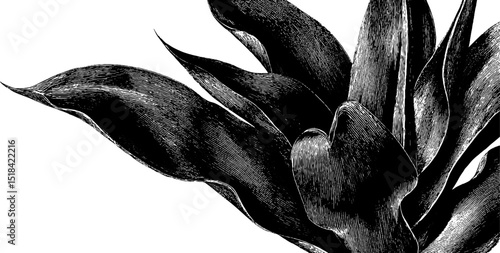 Intricate engraving of agave plant - bold black design for botanical art
