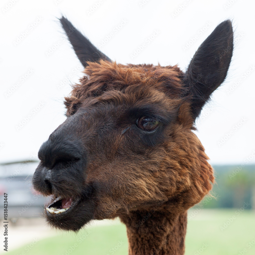 Fototapeta premium Brown alpaca close up
