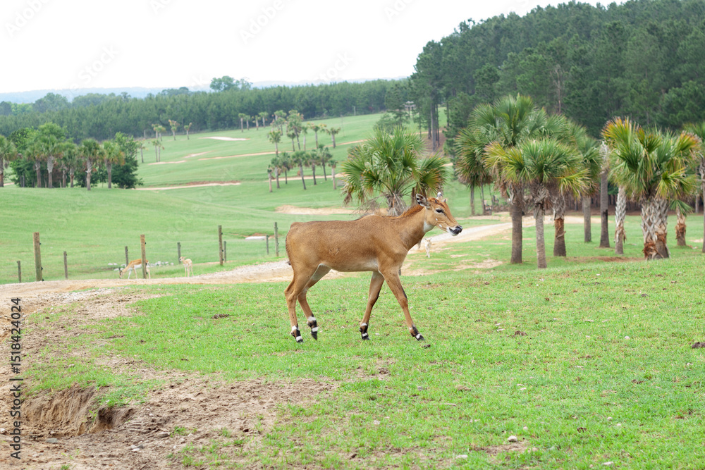 Naklejka premium Antelope running through a meadow
