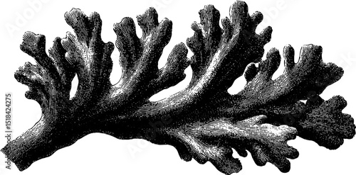 Detailed engraving of coral branch for oceanic design and nature art