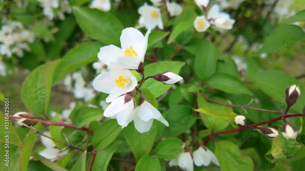 Closeup of white flowers swaying in a sunlit garden environment. Philadelphus pubescens, hoary mock orange. Closeup of white flowers swaying in a sunlit garden environment. Philadelphus pubescens, hoary mock orange.