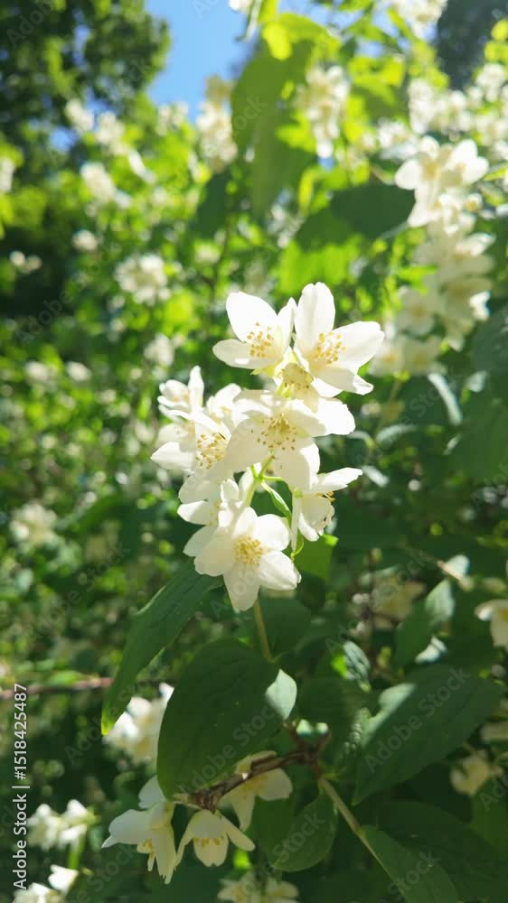 Closeup of white flowers swaying in a sunlit garden environment. Philadelphus pubescens, hoary mock orange. Closeup of white flowers swaying in a sunlit garden environment. Philadelphus pubescens, hoary mock orange.