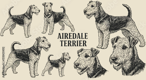 Airedale Terrier Breed Illustration in Various Poses and CloseUps