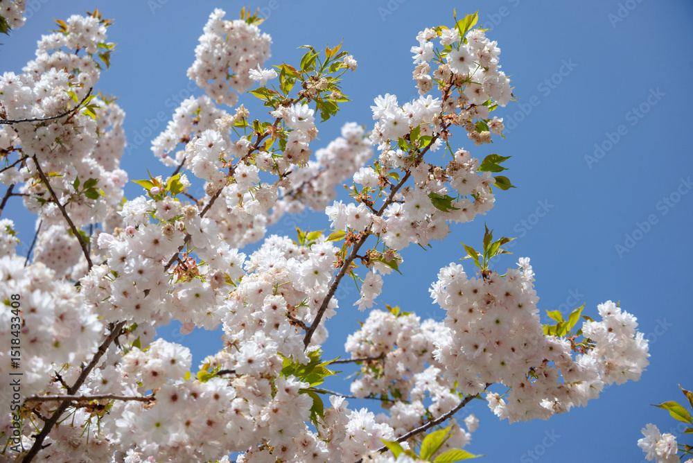 White blossom of a plum over blue sky White blossom of a plum over blue sky