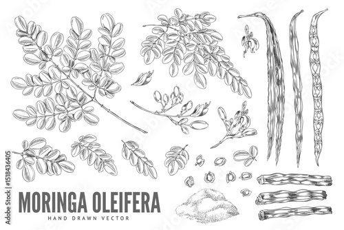Black and white sketch of branches with leaves, flowers, fruits and powder, moringa oleifera.