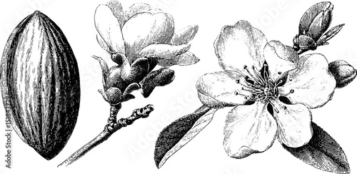Engraved botanical illustration set of almond and blossoms for art and design