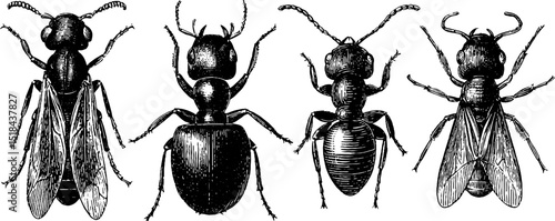 Detailed engraved illustration set of ant and termite for educational and artistic use
